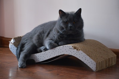 A large, fluffy gray cat is comfortably lounging on a cardboard scratching post shaped like a wave with a small amount of visible wear. The room features a wooden floor and a plain, light-colored wall in the background. The cat appears relaxed and slightly alert.
