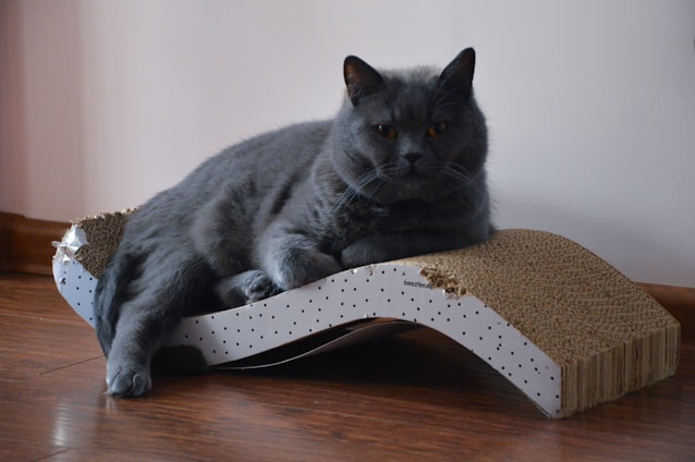 A large, fluffy gray cat is comfortably lounging on a cardboard scratching post shaped like a wave with a small amount of visible wear. The room features a wooden floor and a plain, light-colored wall in the background. The cat appears relaxed and slightly alert.