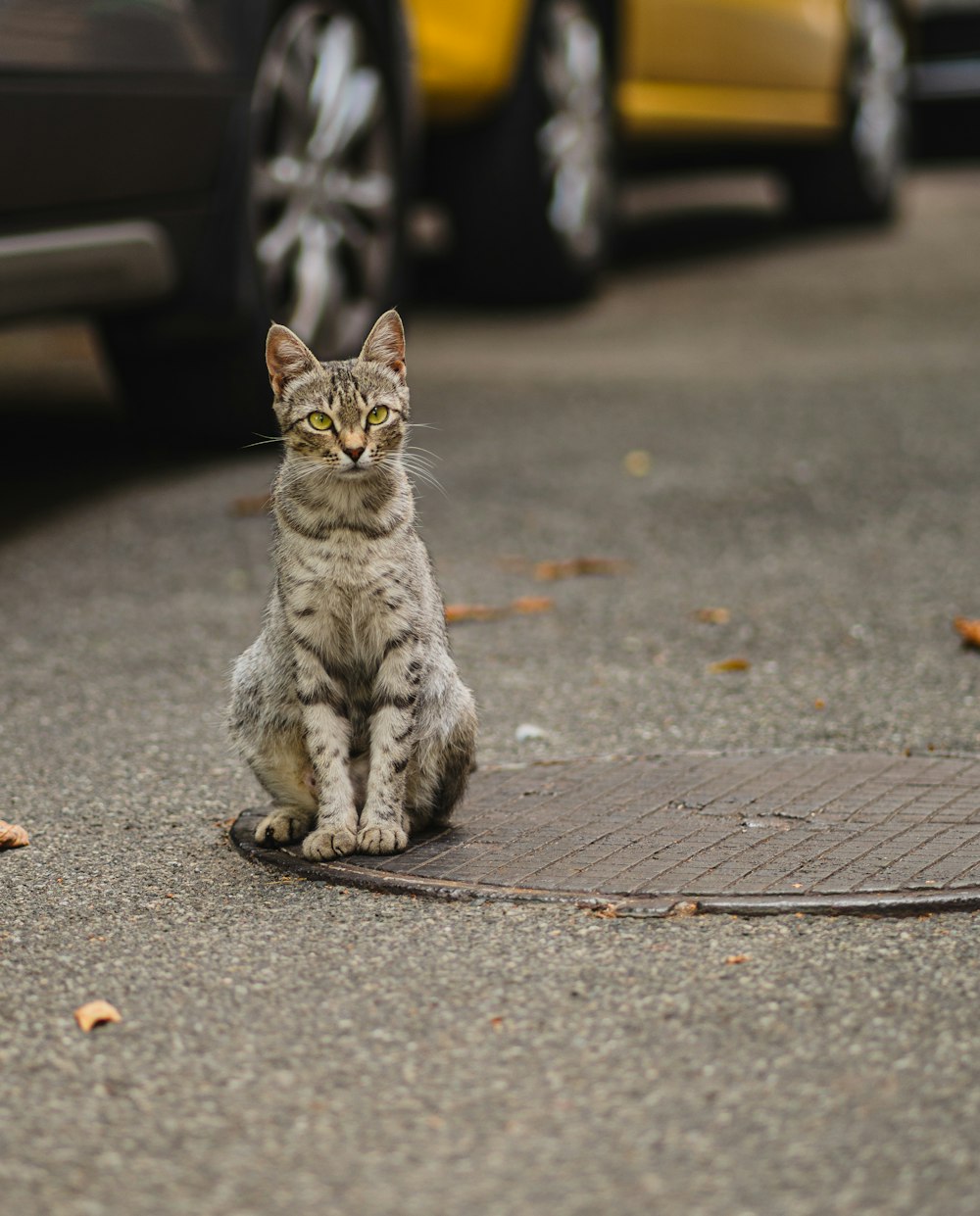 a cat sitting on the ground in front of parked cars