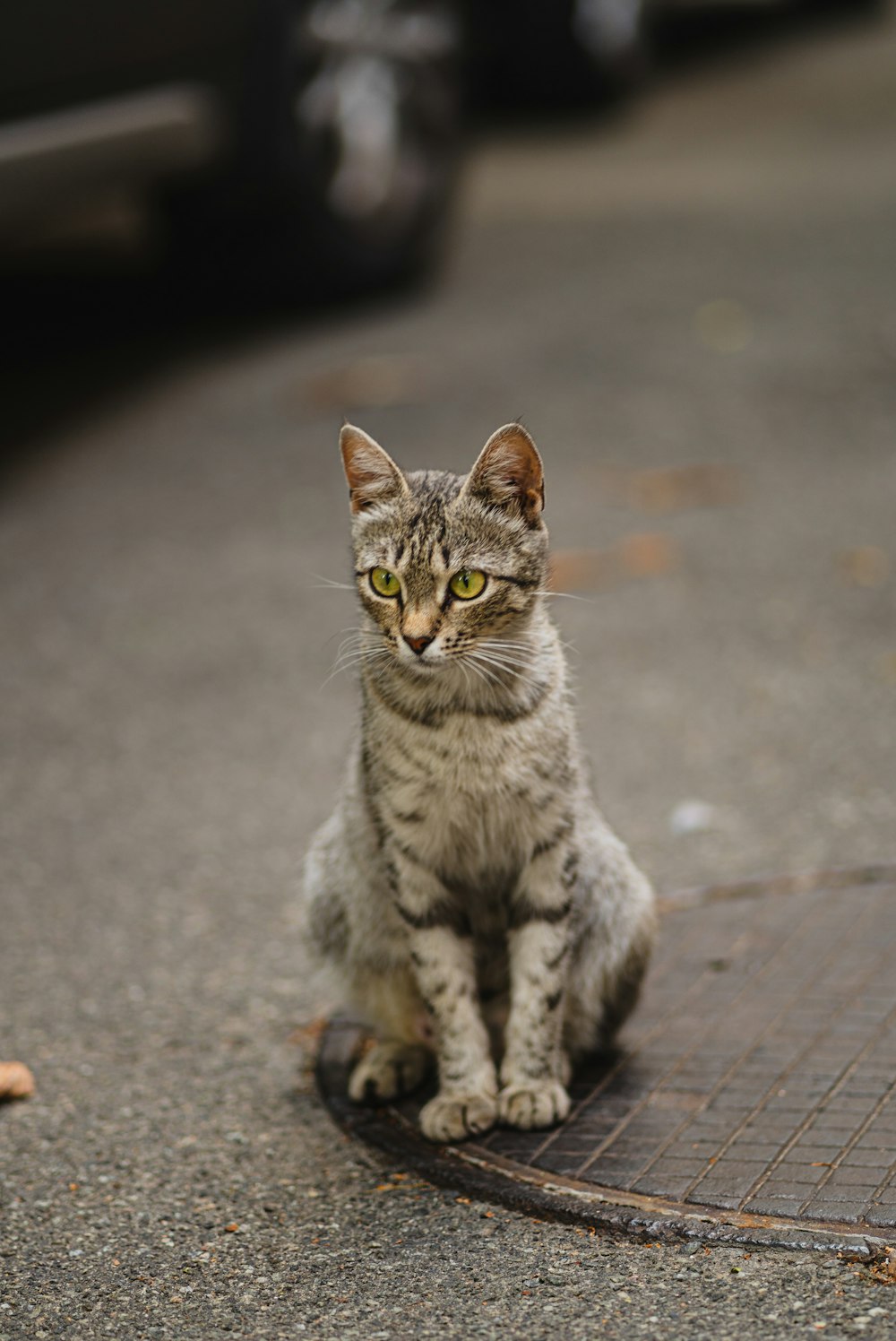 a cat sitting on the ground looking at the camera