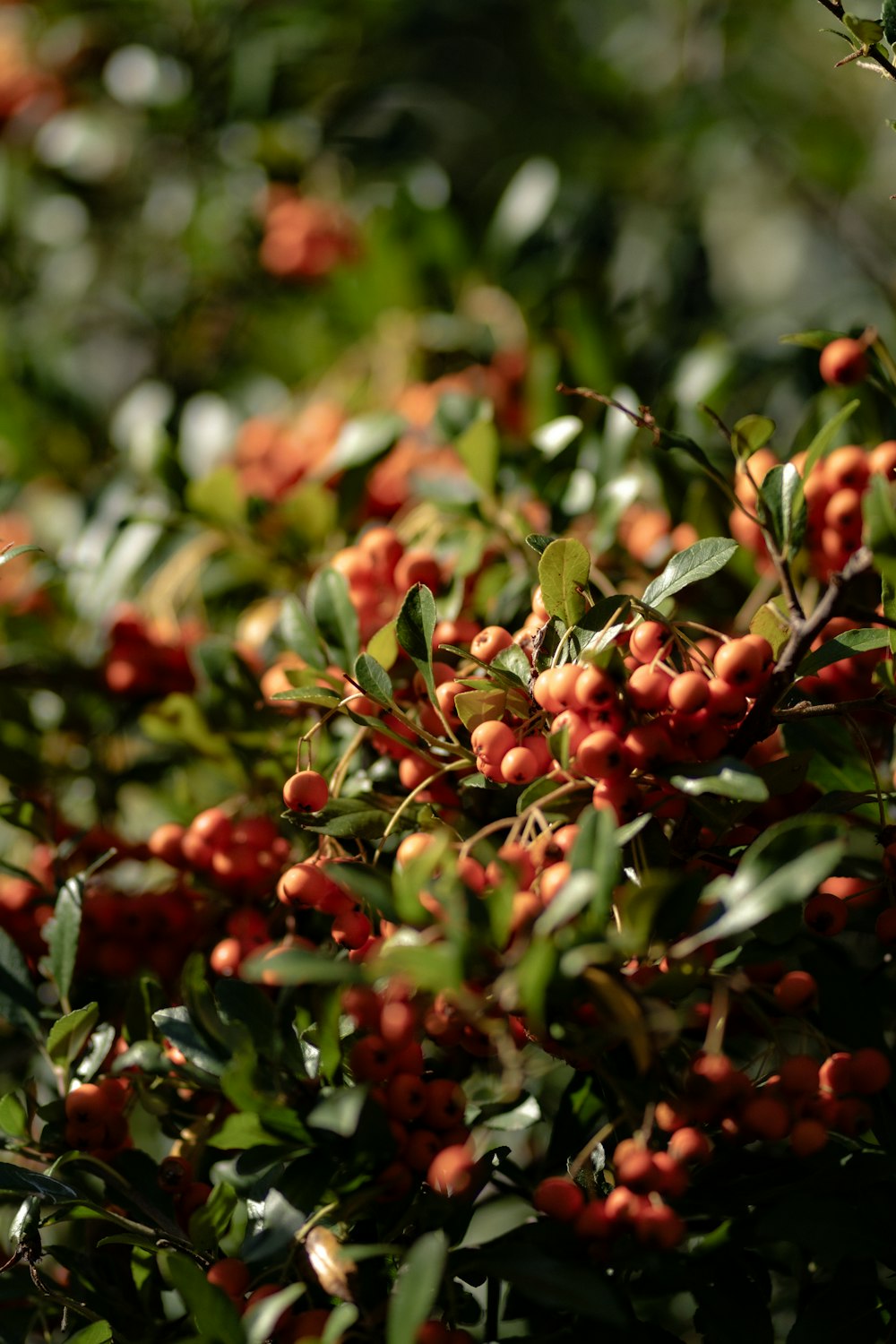 a bush full of red berries with green leaves