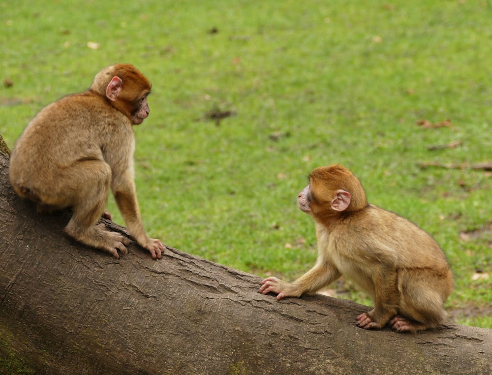 a couple of monkeys sitting on top of a tree branch