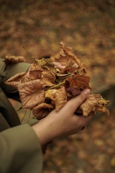 Hands gently holding a bundle of assorted natural tea leaves outdoors.