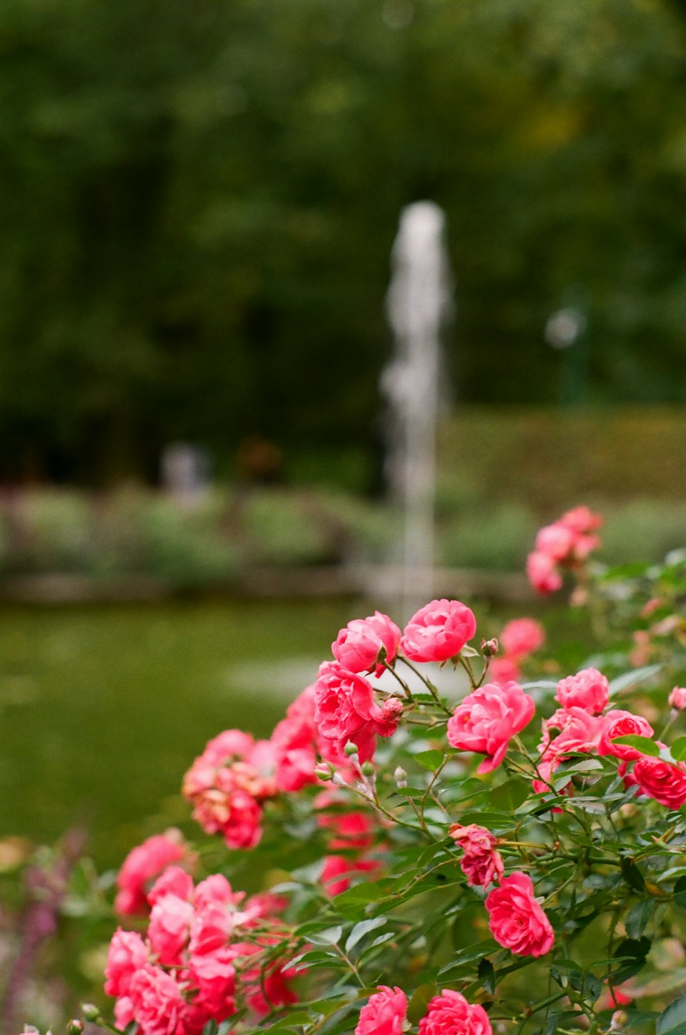 a bunch of pink flowers in a garden