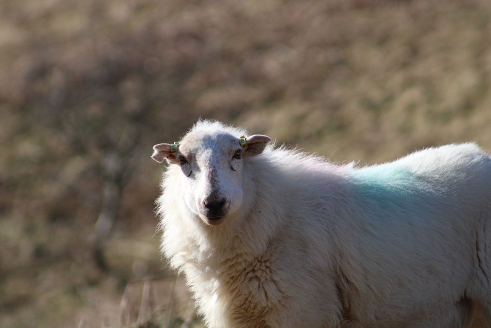 a white sheep standing on top of a grass covered field