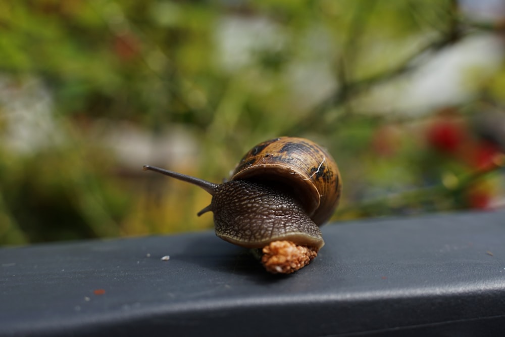 eine Schnecke, die auf einem Tisch sitzt