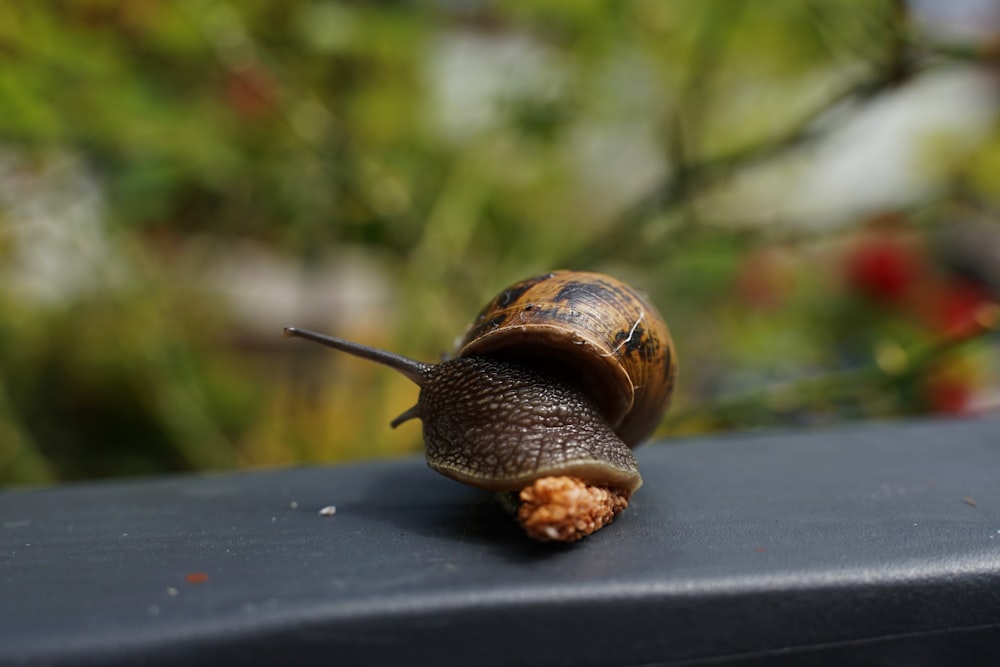 a snail that is sitting on top of a table