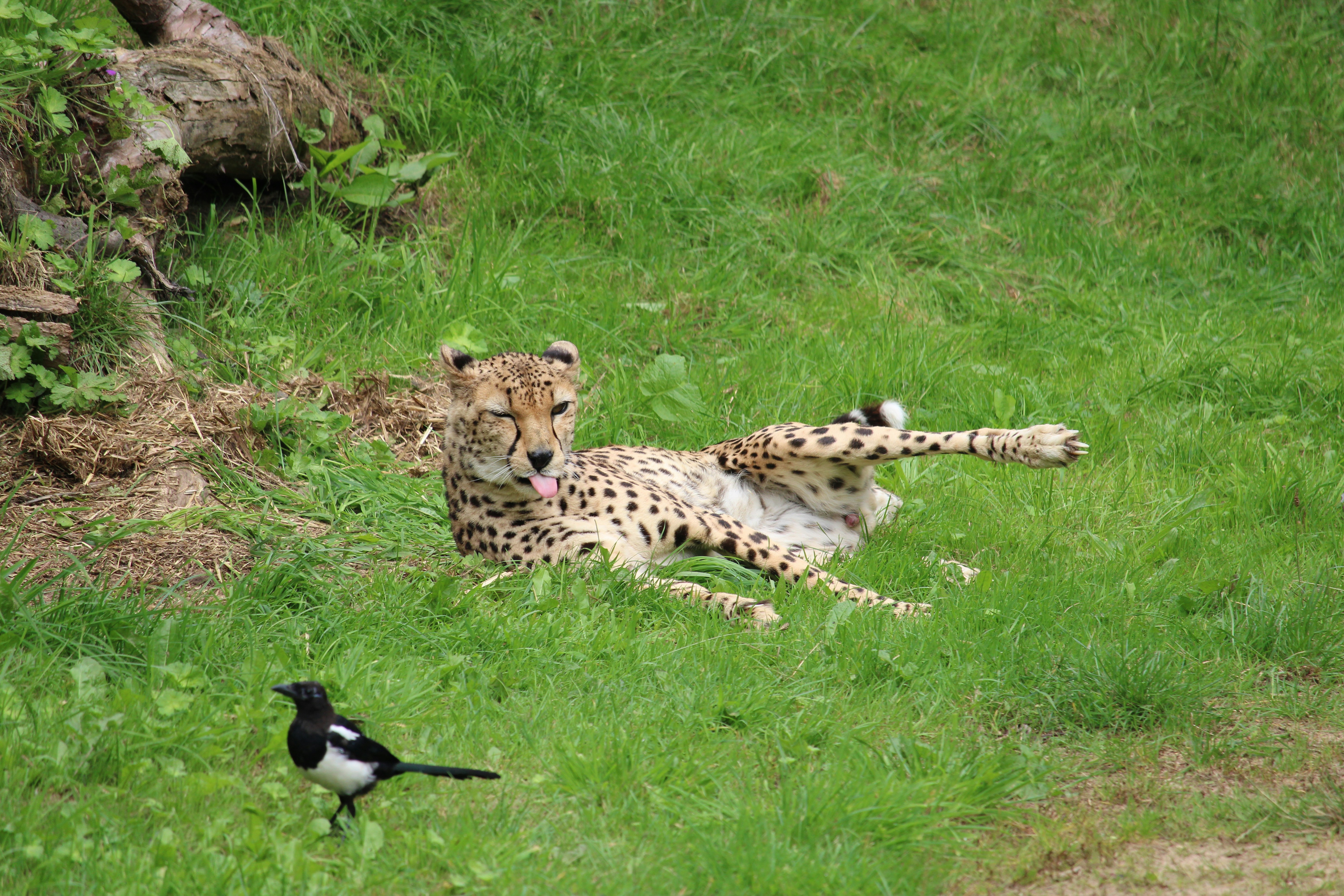 Their Hunting Patterns Are Shifting to Survive (image credits: unsplash)