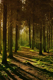 the sun shines through the trees in the forest