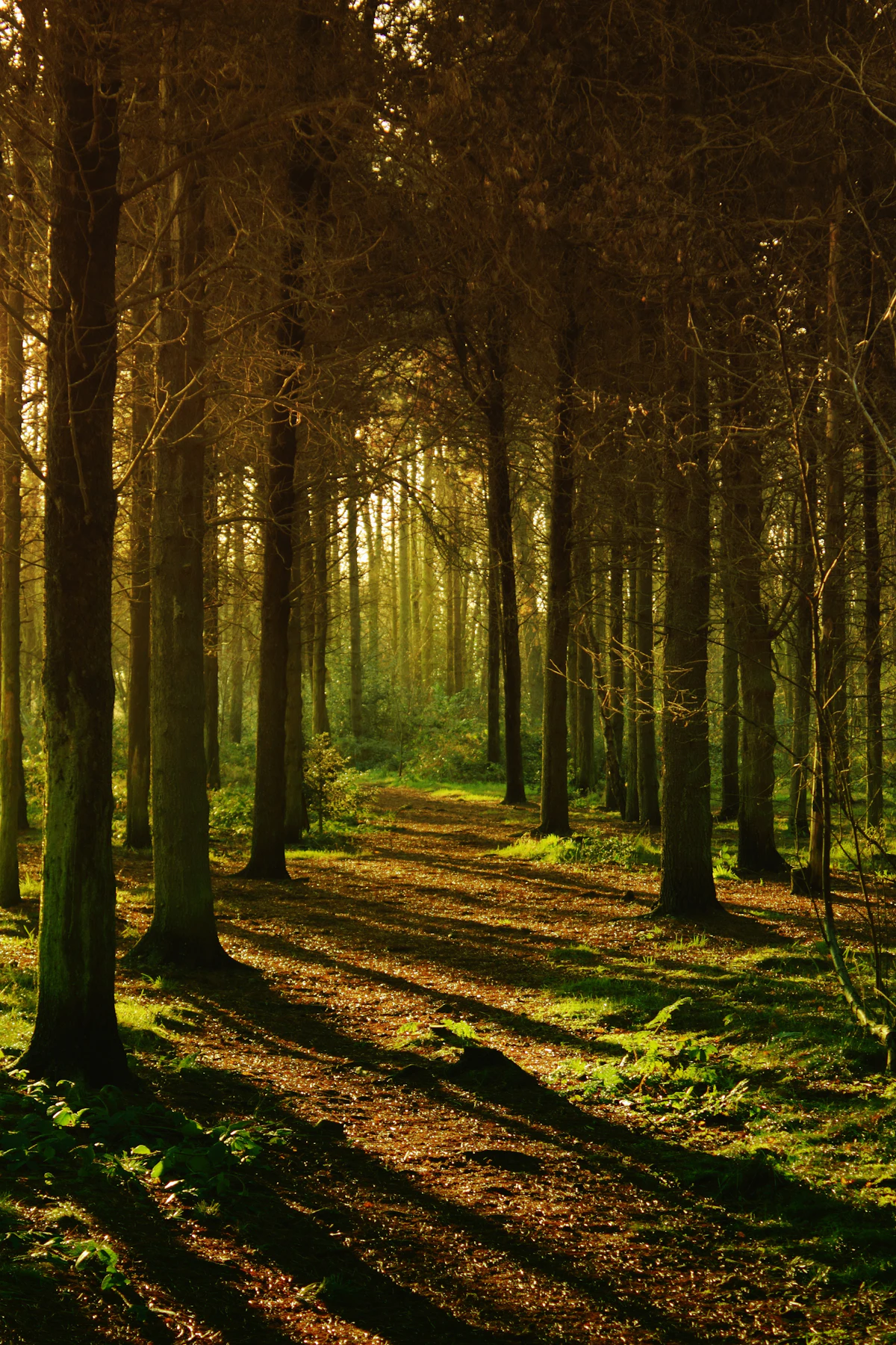 Sunlight through the trees Ausable Tree Service works among