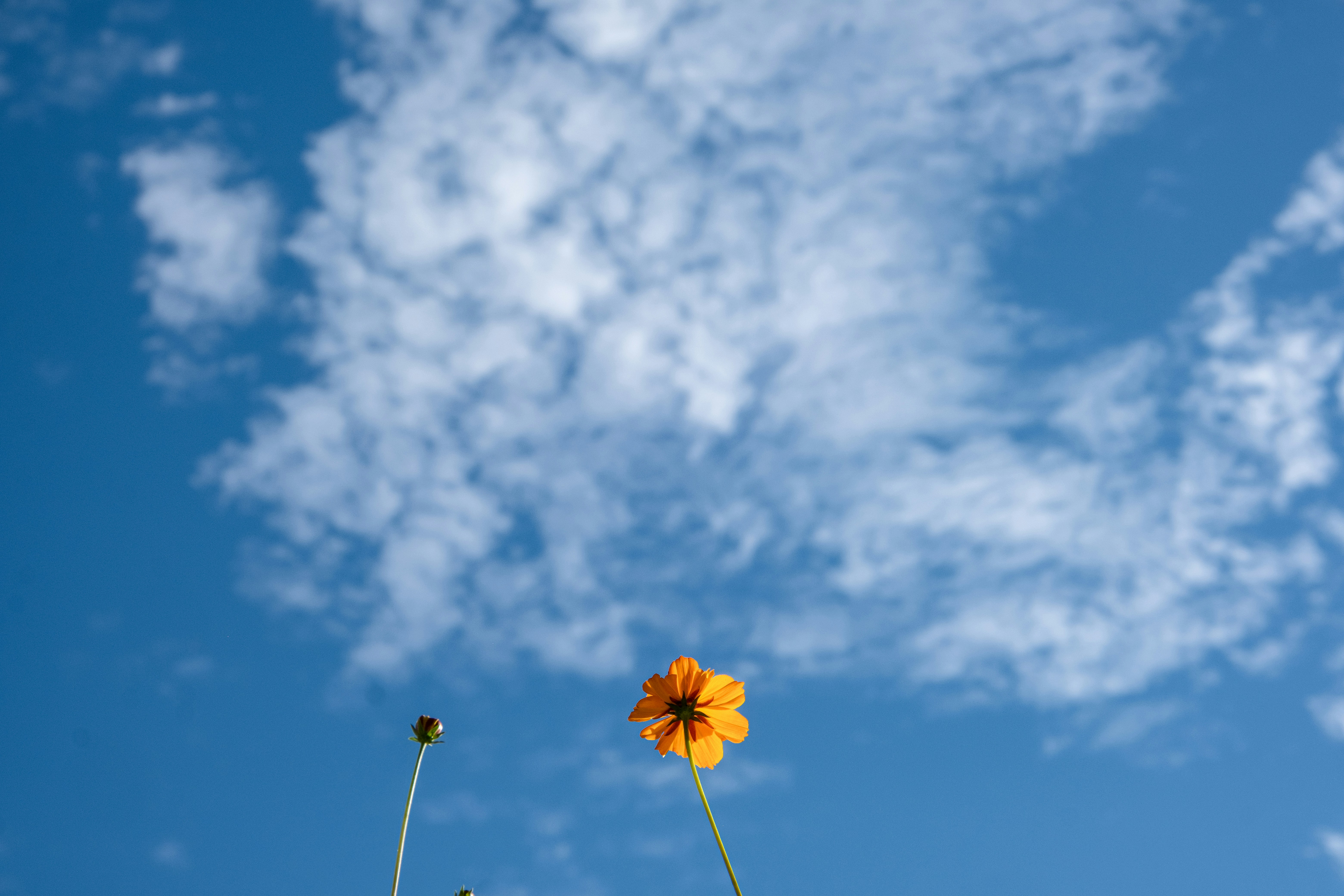 Photo by cestmoisheedy