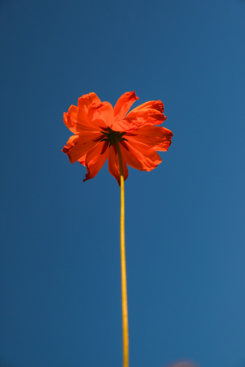 a single orange flower with a blue sky in the background