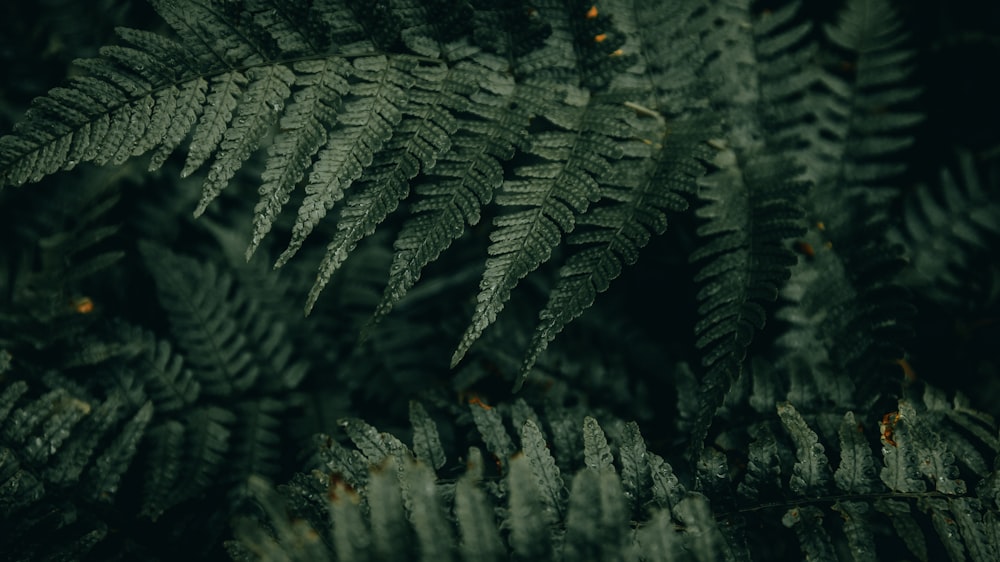 a close up of a plant with lots of leaves