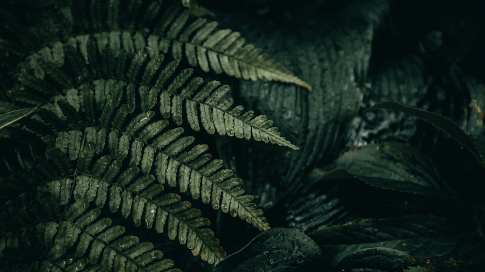 a close up of a plant with green leaves