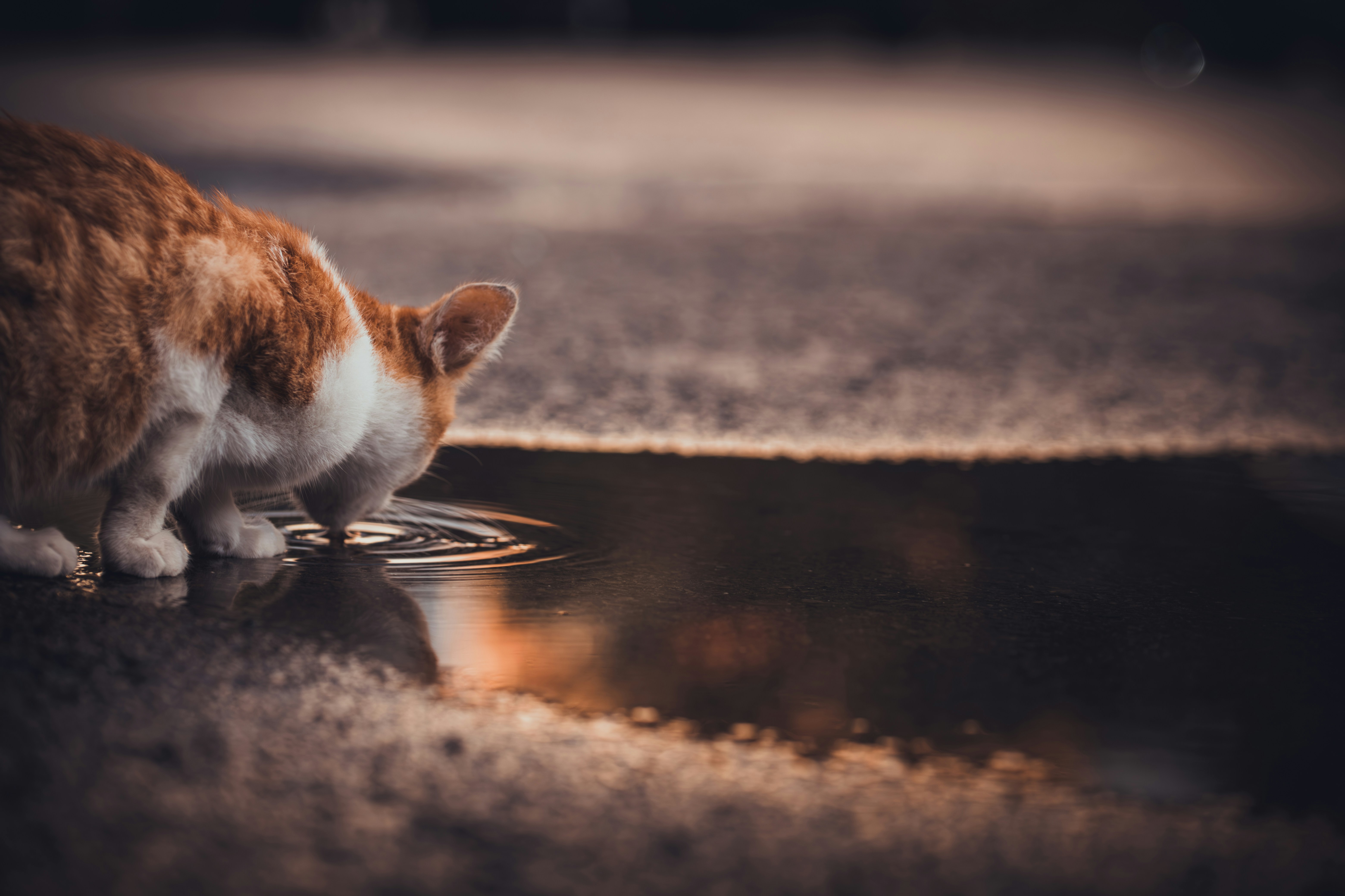 Close-up of a cat drinking