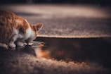 A cat with orange and white fur is drinking from a puddle on an uneven surface. The water reflects the surroundings and captures the cat's focused posture. The lighting is soft, creating a serene atmosphere.