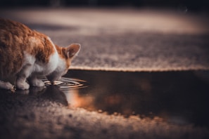 A cat with orange and white fur is drinking from a puddle on an uneven surface. The water reflects the surroundings and captures the cat's focused posture. The lighting is soft, creating a serene atmosphere.