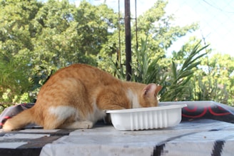 an orange and white cat eating out of a white bowl