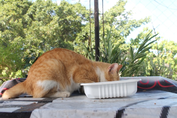 an orange and white cat eating out of a white bowl