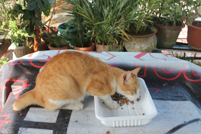 an orange and white cat eating out of a white dish
