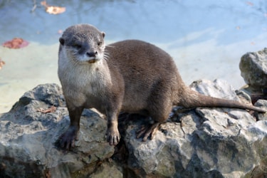 Discovering the Adorable World of Otters