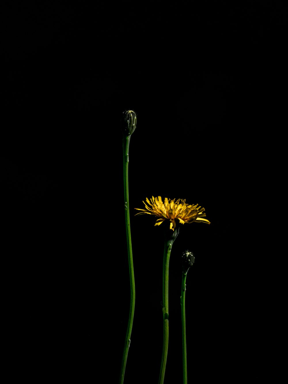 a couple of flowers that are in the dark