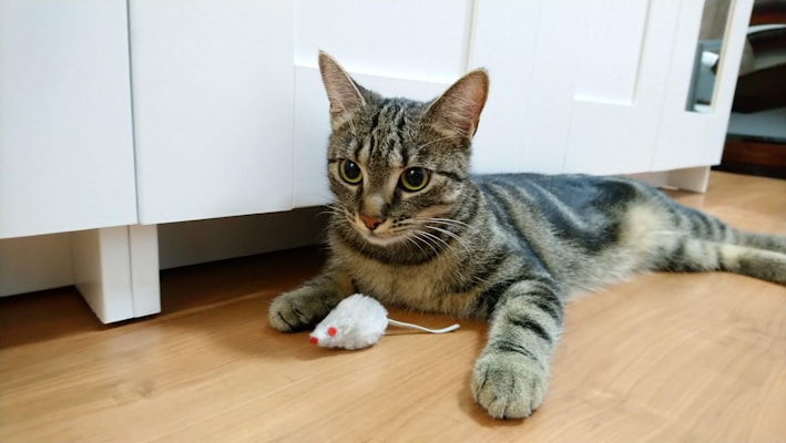 A tabby cat lies on a wooden floor with a small white toy mouse in front of it. The background features white furniture with a simple design.