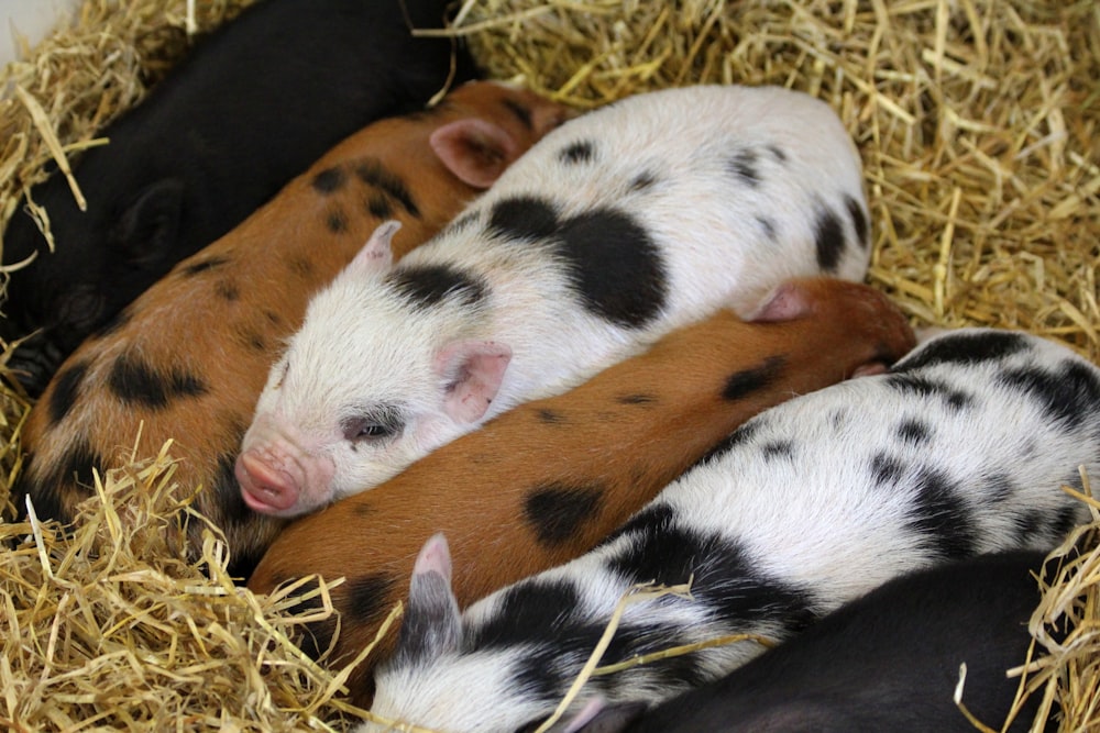 three baby pigs sleeping in a pile of hay