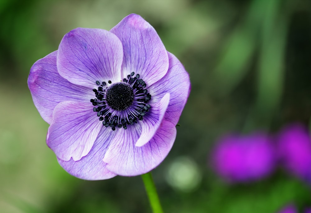 a purple flower with a black center surrounded by purple flowers