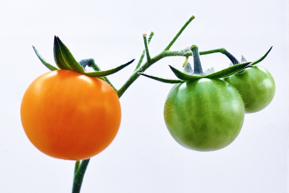 a close up of two tomatoes on a plant