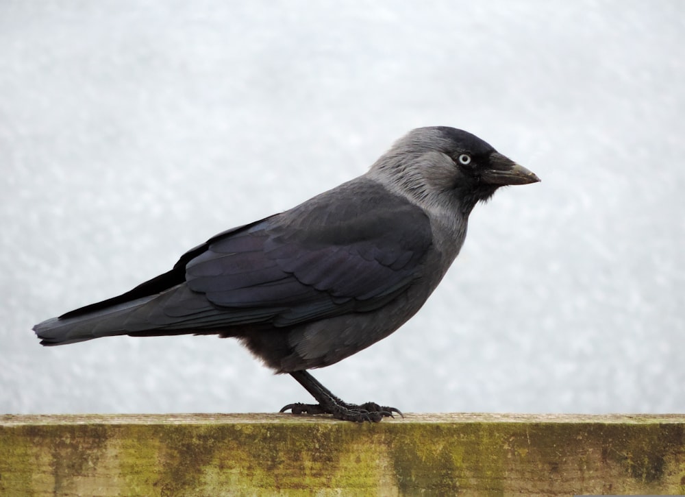 Ein schwarzer Vogel sitzt auf einem Holzzaun