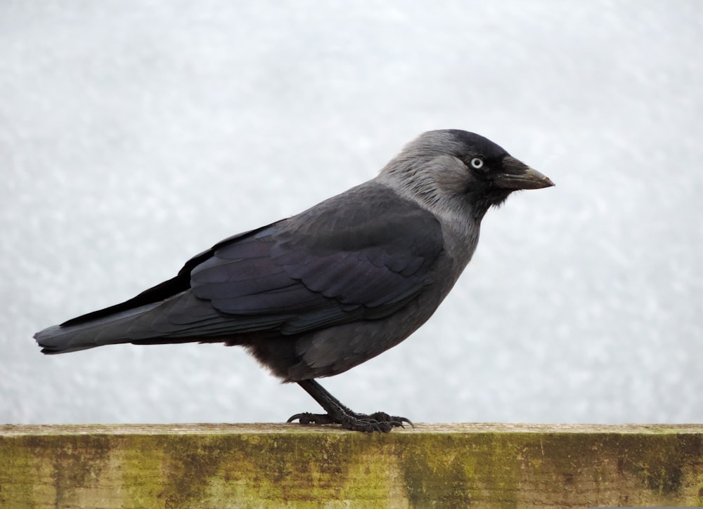 a black bird sitting on top of a wooden fence