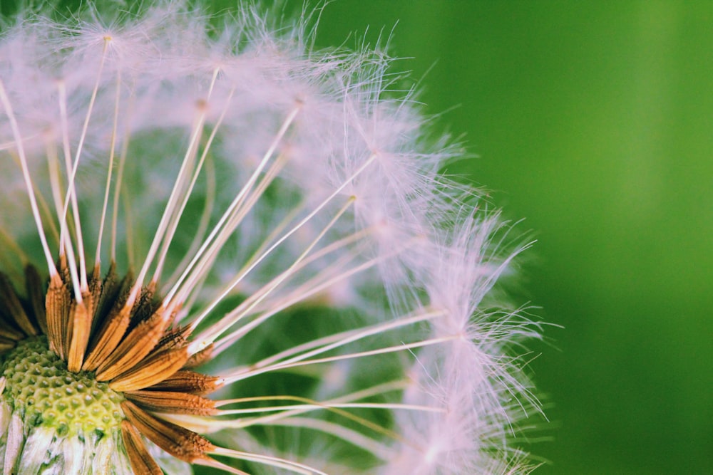 a close up of a dandelion on a green background