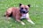 A clean backyard with green grass and a happy dog playing outdoors.