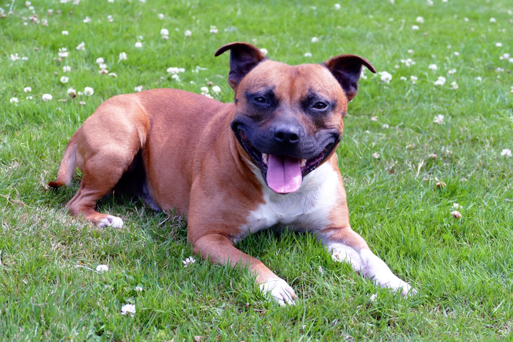 a brown and white dog laying on top of a lush green field