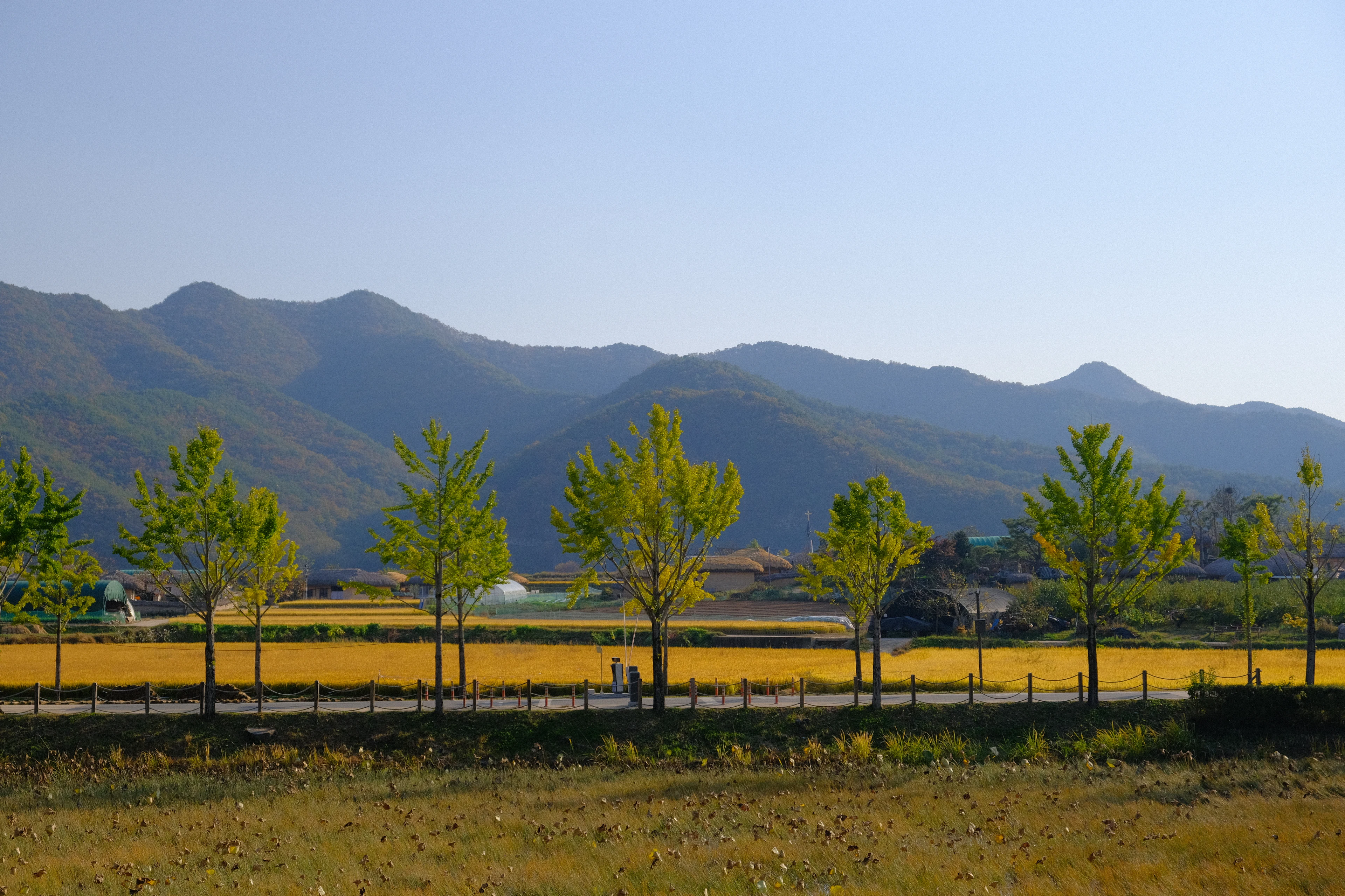 The path to Hahoe village between autumn trees and hills near Andong