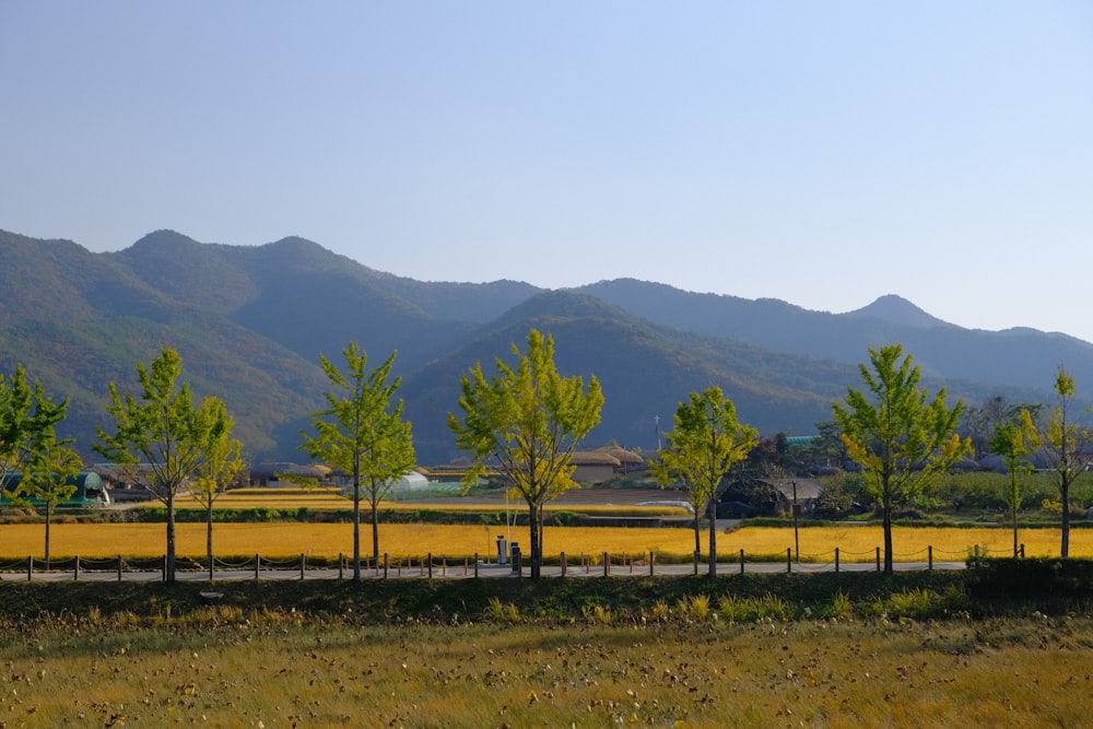 a grassy field with trees and mountains in the background