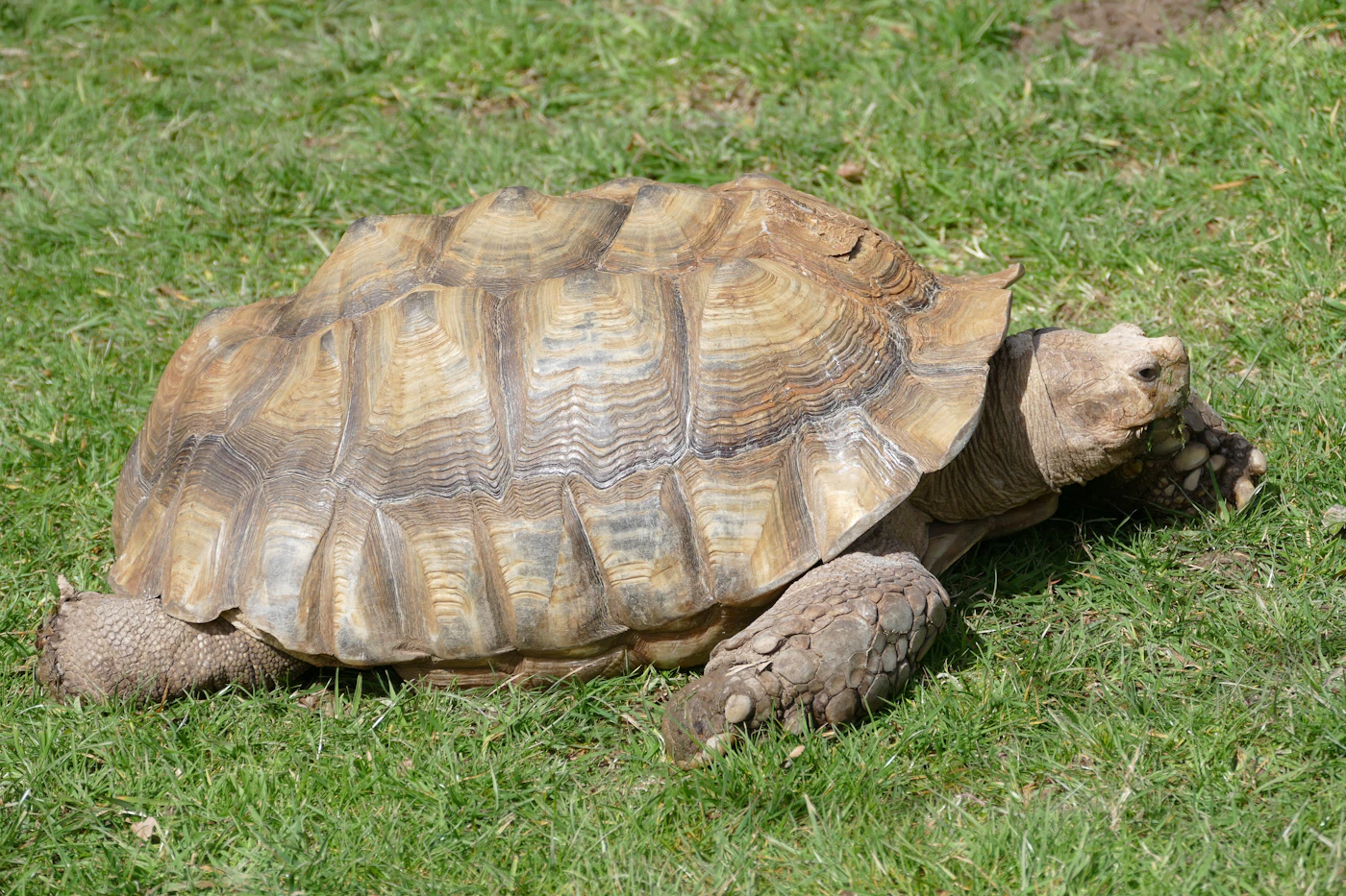 Tortue terrestre marchant dans l'herbe