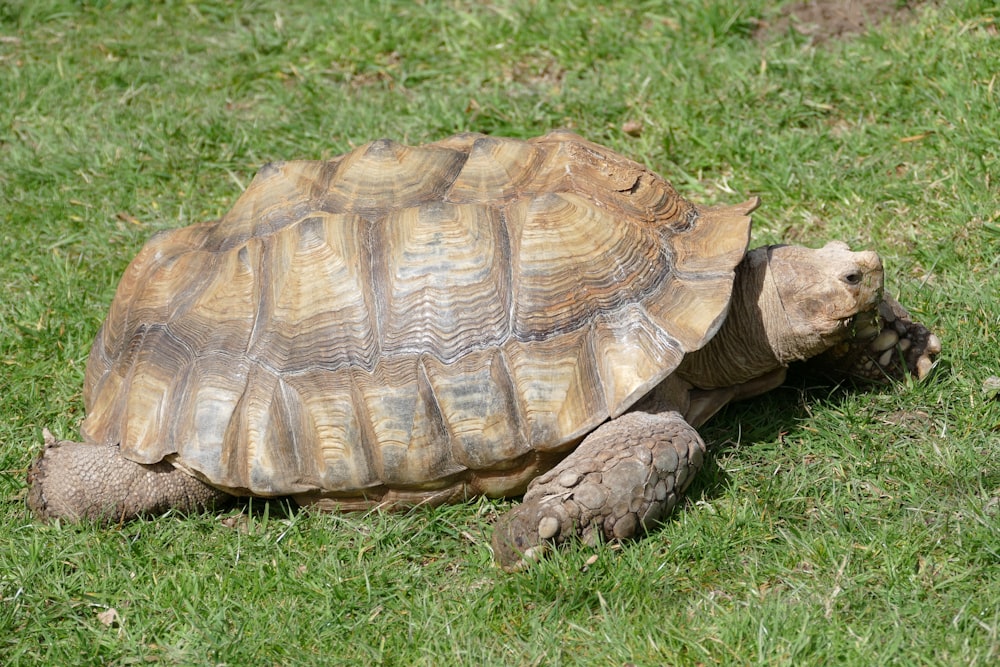 a large turtle walking across a lush green field