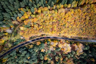 A panoramic view of a winding mountain bike trail cutting through autumn-colored forests.