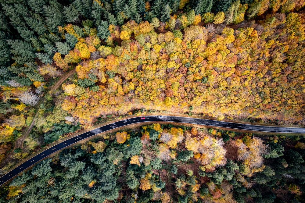 木々に囲まれた道路の航空写真