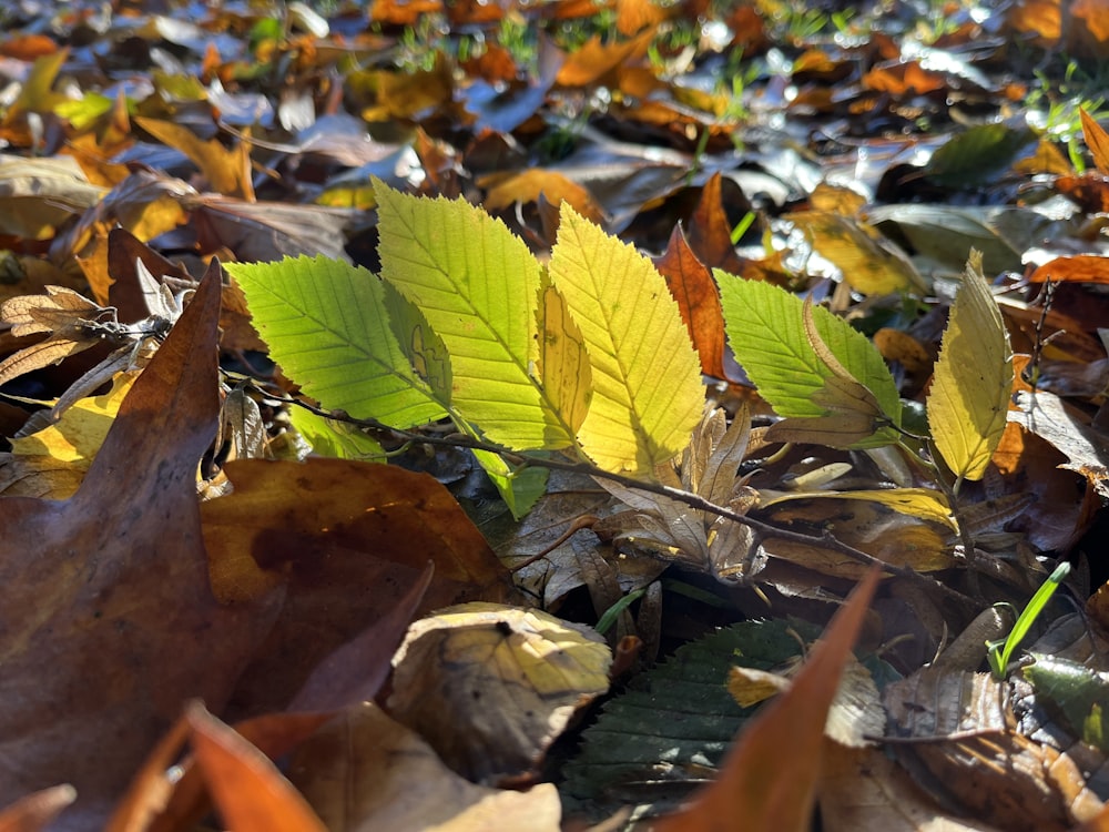 a close up of leaves on the ground