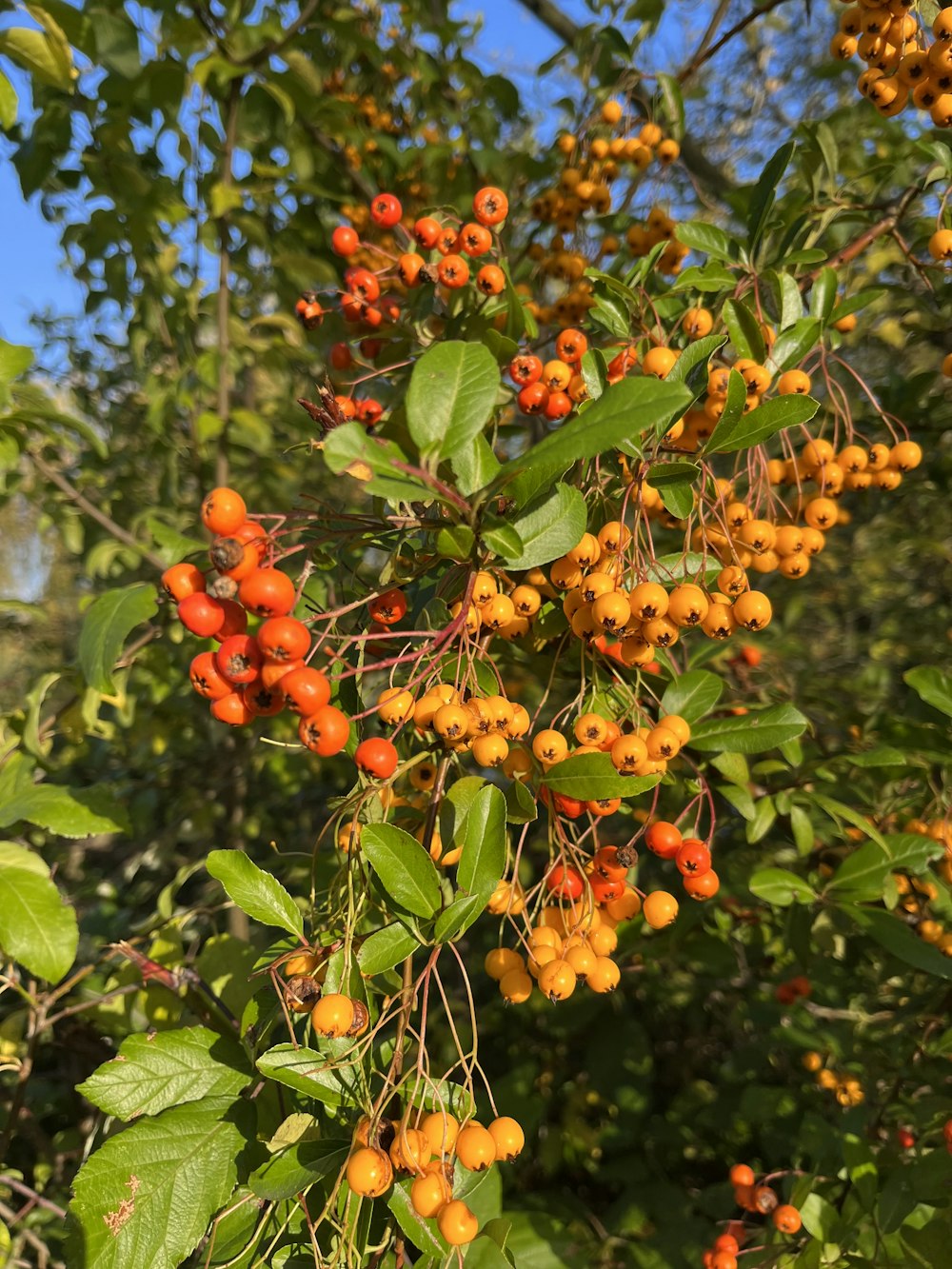 a bunch of berries hanging from a tree