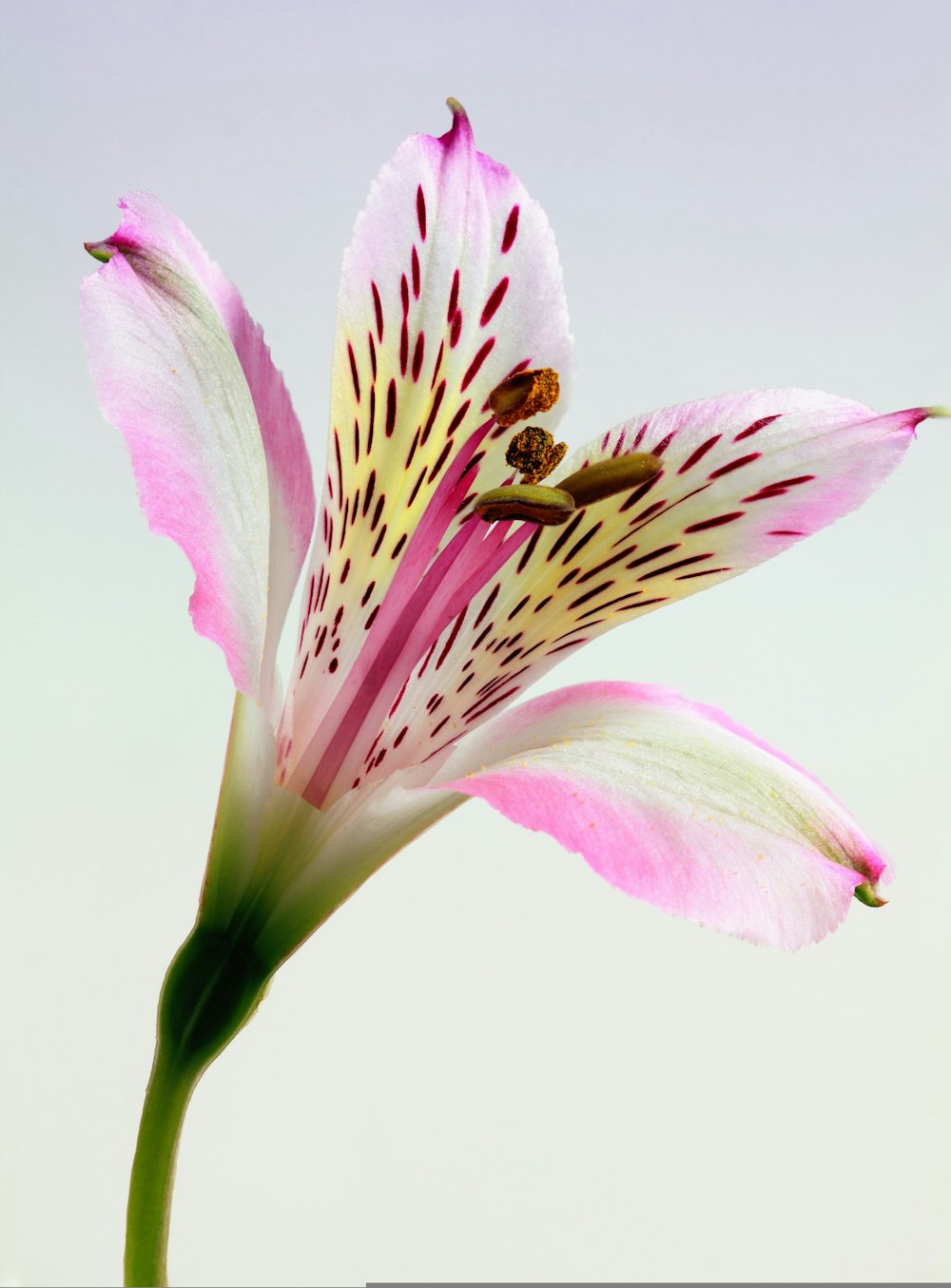 a close up of a flower with a sky background