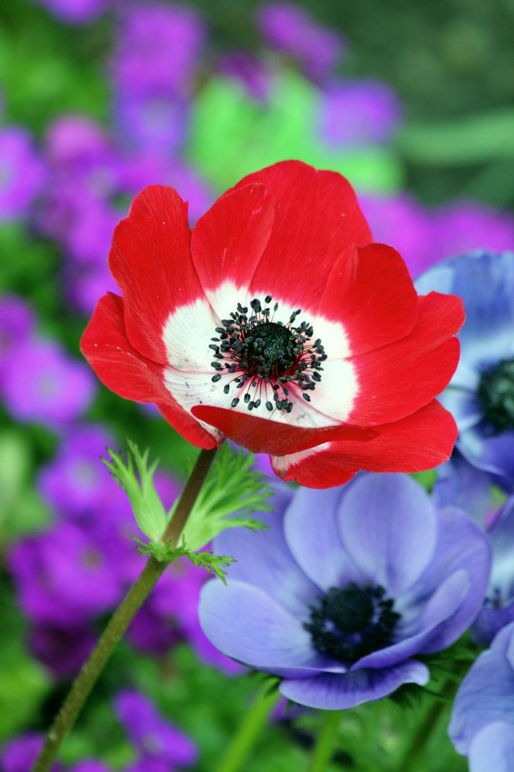 a red flower with a white center surrounded by purple and blue flowers