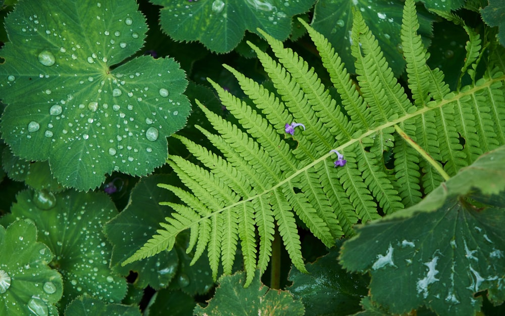 a close up of a green leaf with drops of water on it