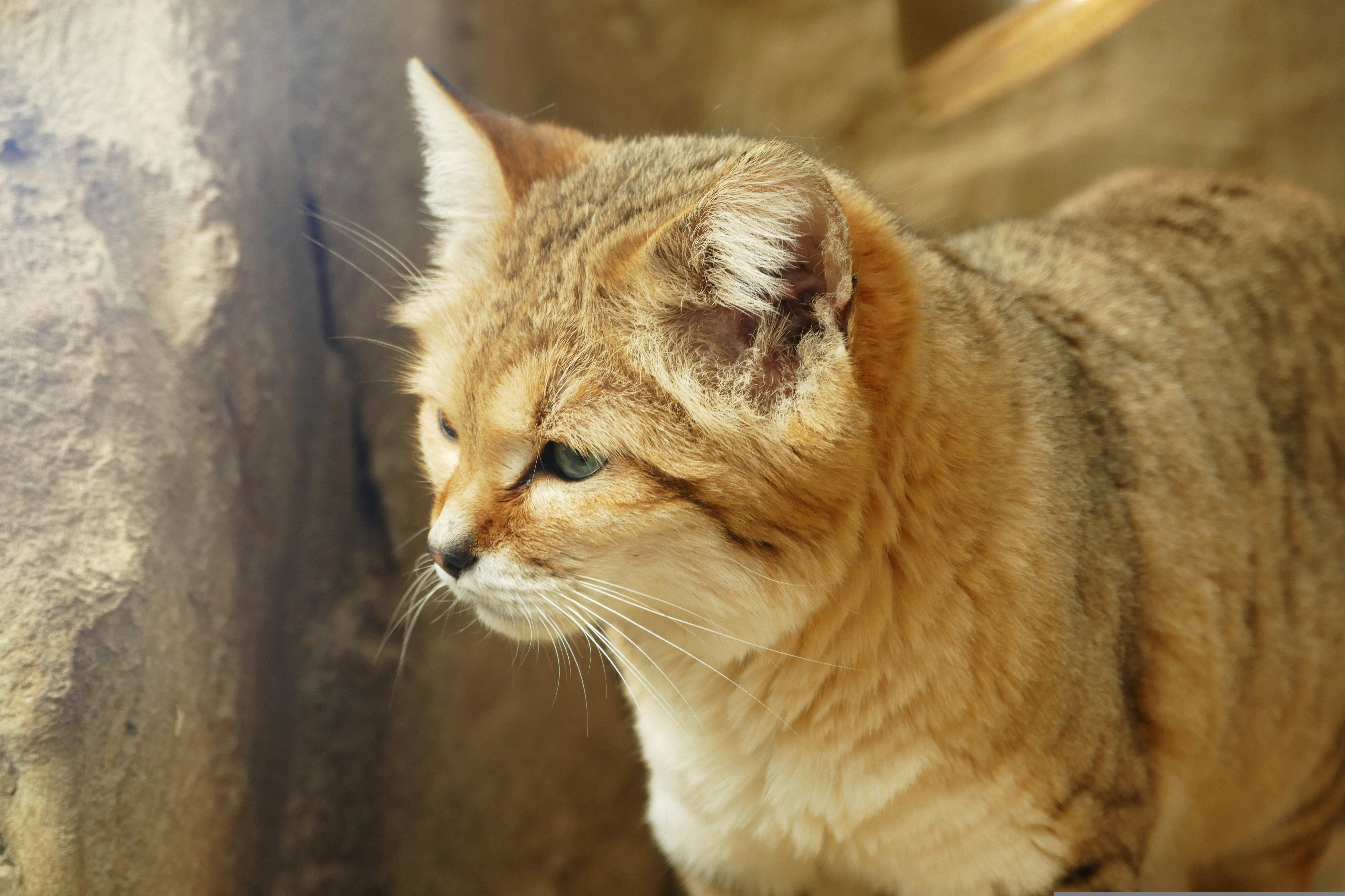 Sand Cat: The Desert’s Little Darling (image credits: unsplash)