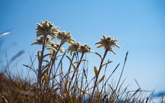a group of white flowers sitting on top of a grass covered hillside