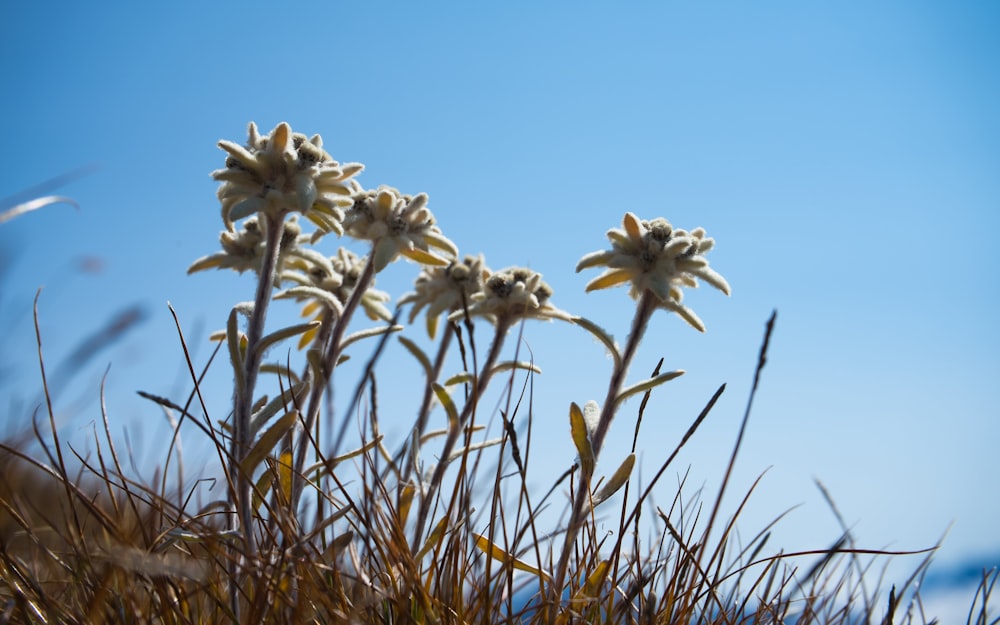 a group of white flowers sitting on top of a grass covered hillside