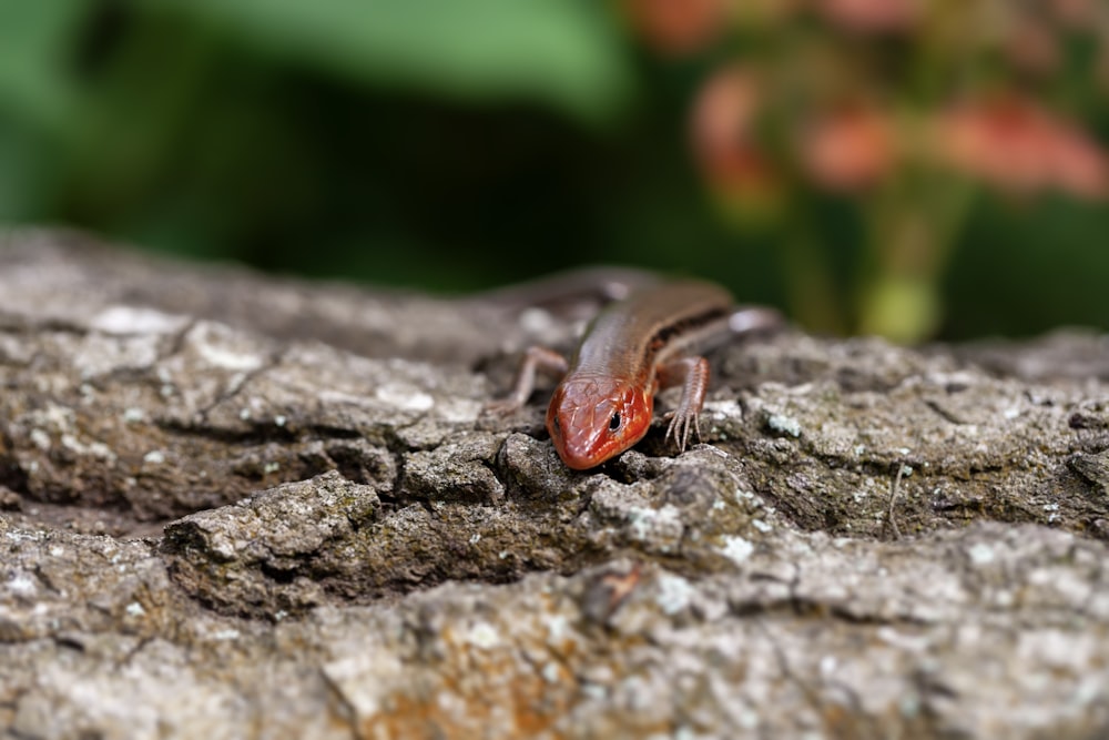 a close up of a small insect on a rock